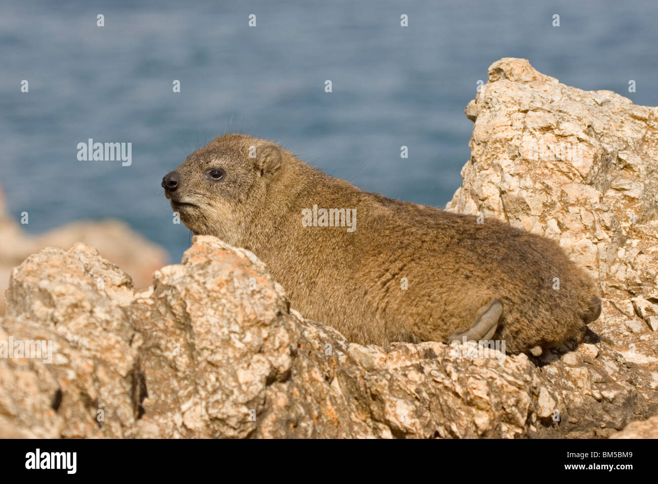 Rock dassie in the mountain, South Africa / Procavia capensis Stock Photo