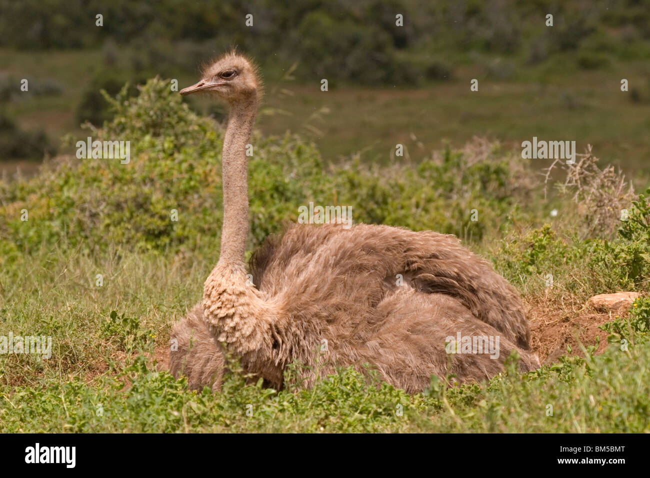 Avestruz americano hi-res stock photography and images - Alamy