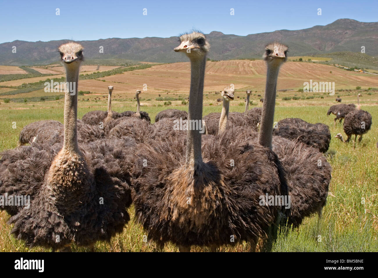 Ostriches on a field, South Africa / Struthio camelus Stock Photo