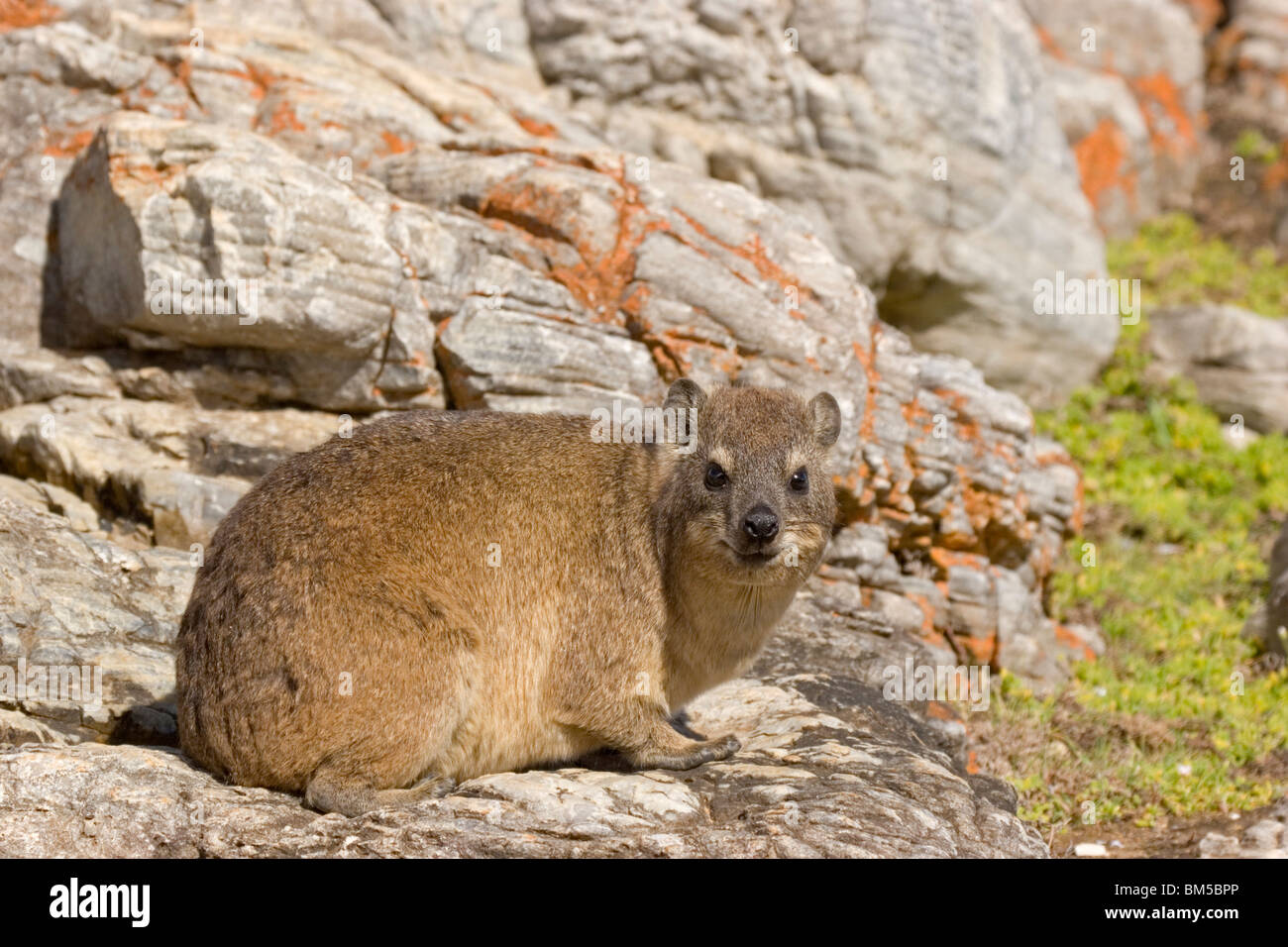 Rock dassie in the mountain, South Africa / Procavia capensis Stock Photo