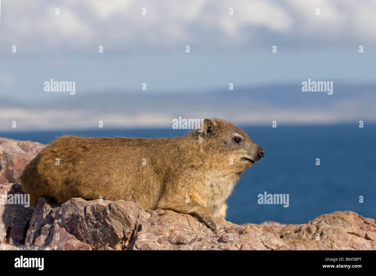 Rock dassie with blue sky, South Africa / Procavia capensis Stock Photo