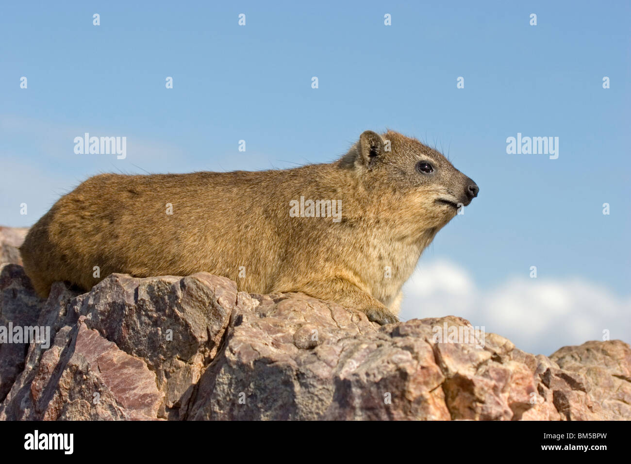 Rock dassie with blue sky, South Africa / Procavia capensis Stock Photo