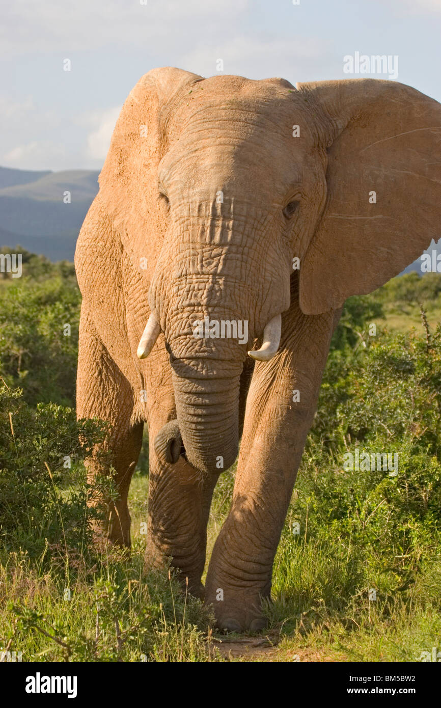 African elephant, South Africa / Loxodonta africana Stock Photo