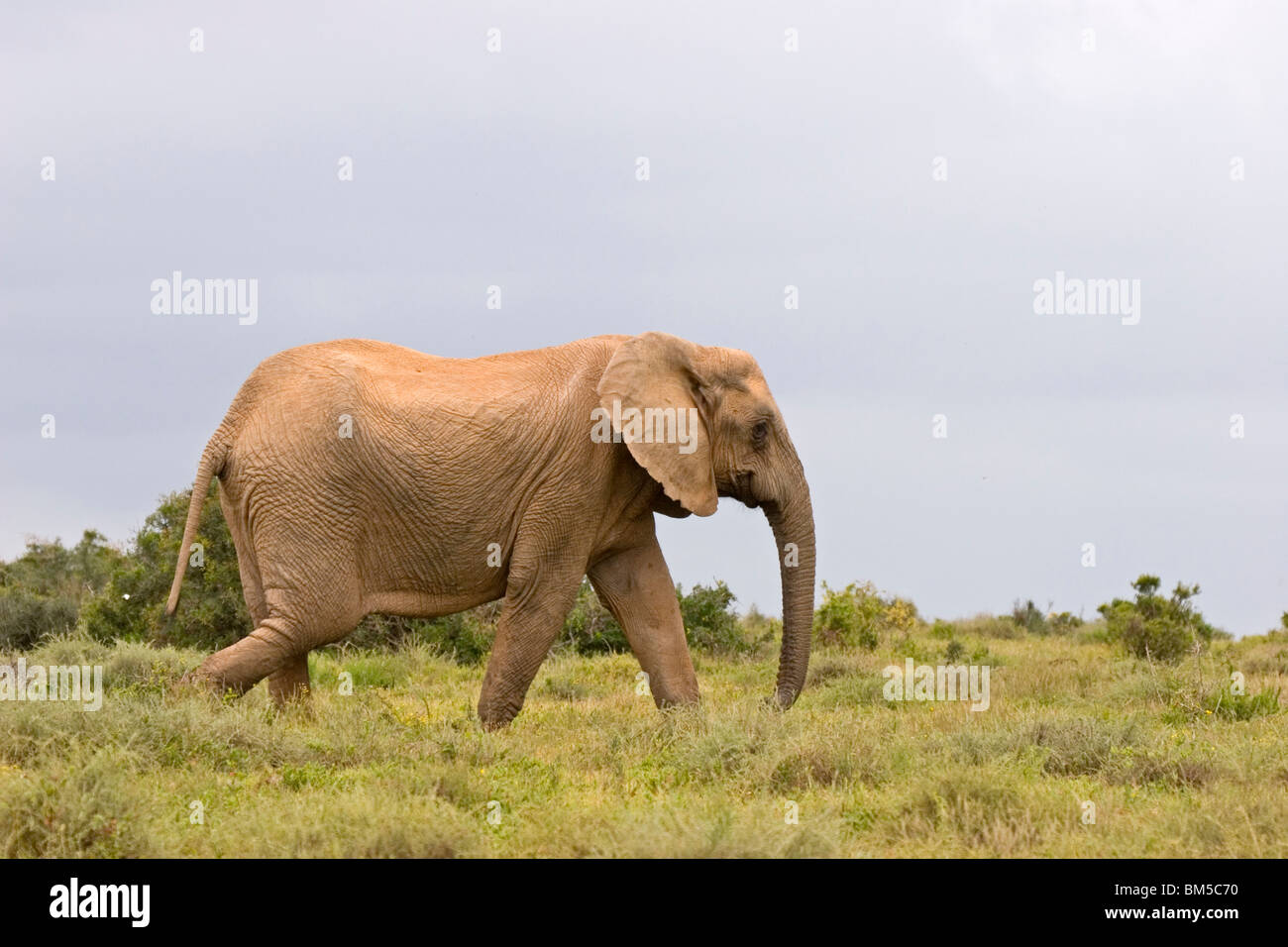 Running African elephant, South Africa / Loxodonta africana Stock Photo
