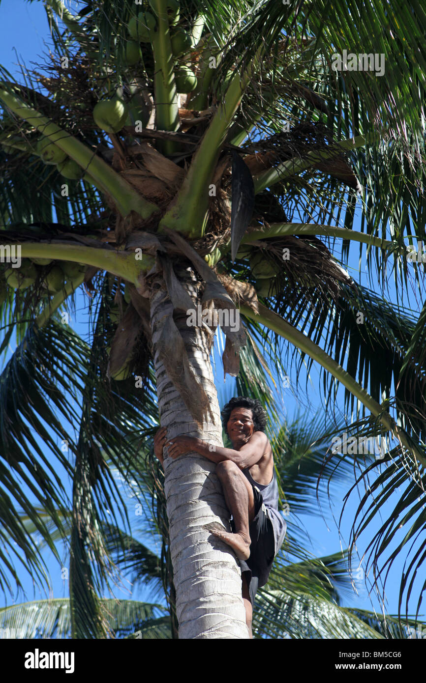 A man climbs a coconut tree in the Caramoan Islands in south east Luzon, Philippines. Stock Photo