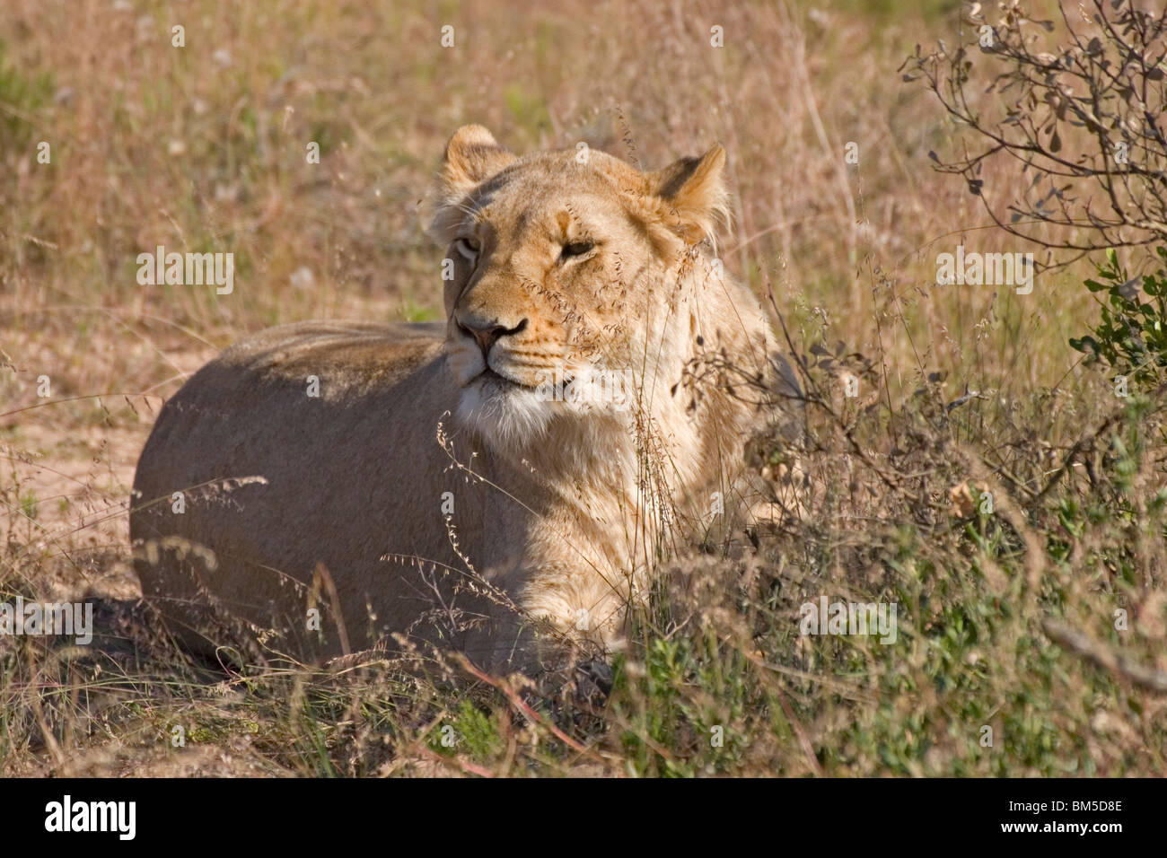Lion in grassland / Panthera leo Stock Photo