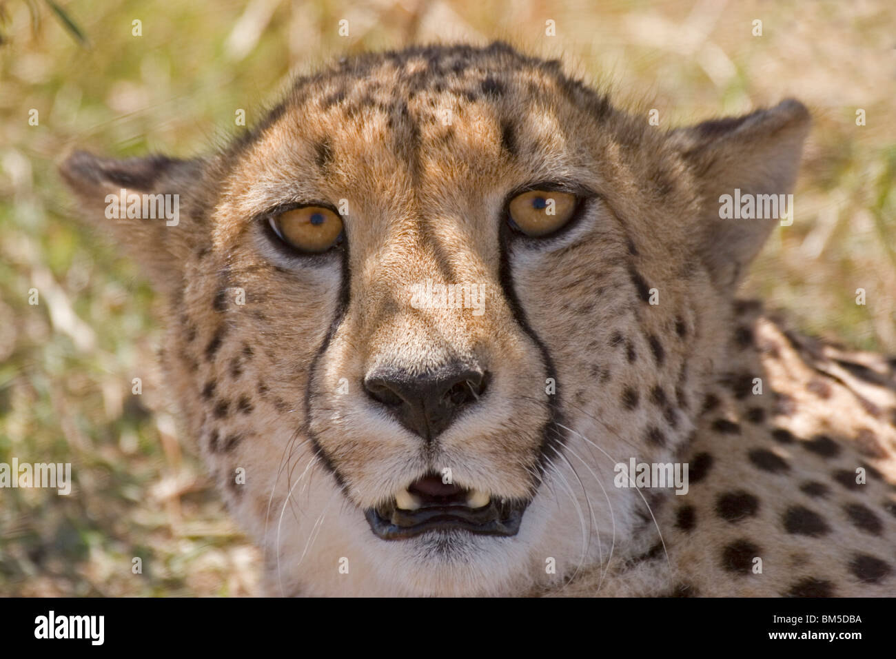 Portrait of a Cheetah / Acinonyx jubatus Stock Photo