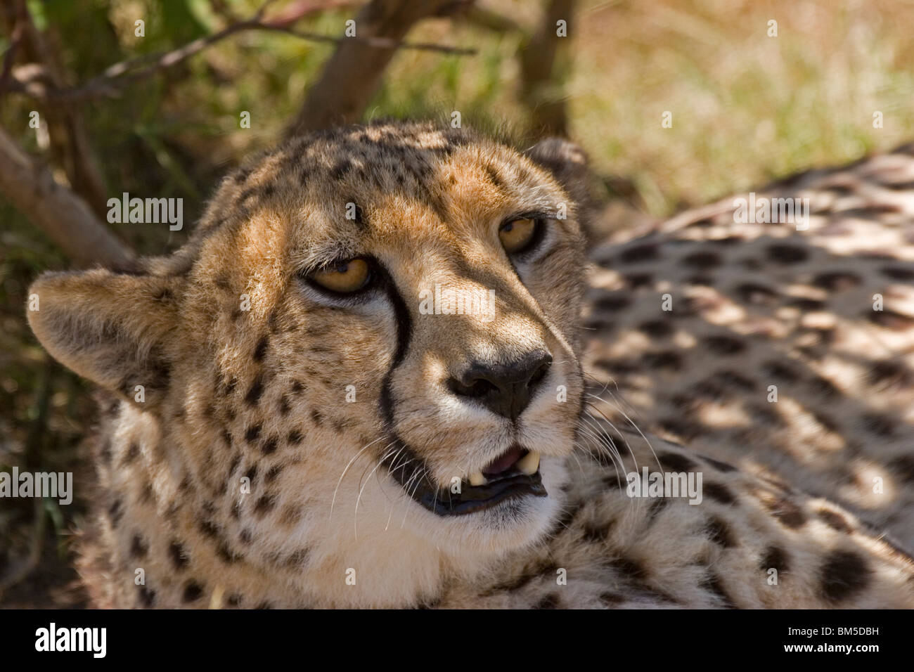 Portrait of a Cheetah, South Africa / Acinonyx jubatus Stock Photo