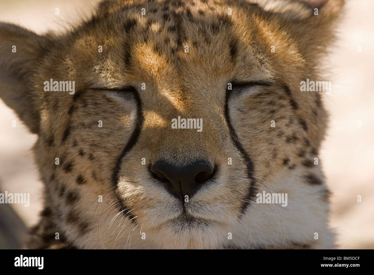 Sleeping Cheetah, South Africa / Acinonyx jubatus Stock Photo