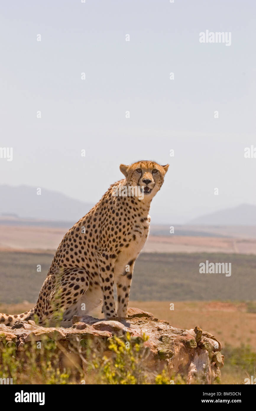 Cheetah sitting on a rock, South Africa / Acinonyx jubatus Stock Photo