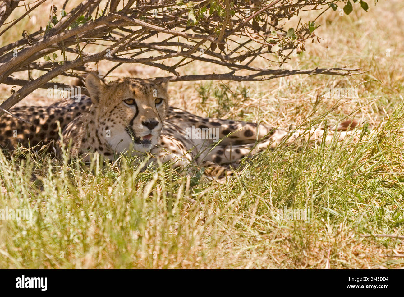 Cheetah under a tree, South Africa / Acinonyx jubatus Stock Photo
