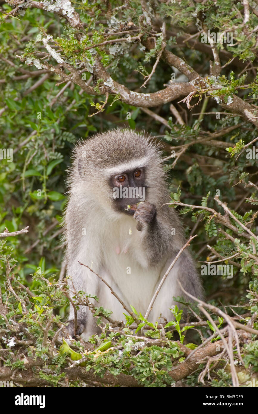 Vervet Monkey, South Africa / Cercopithecus aethiops Stock Photo