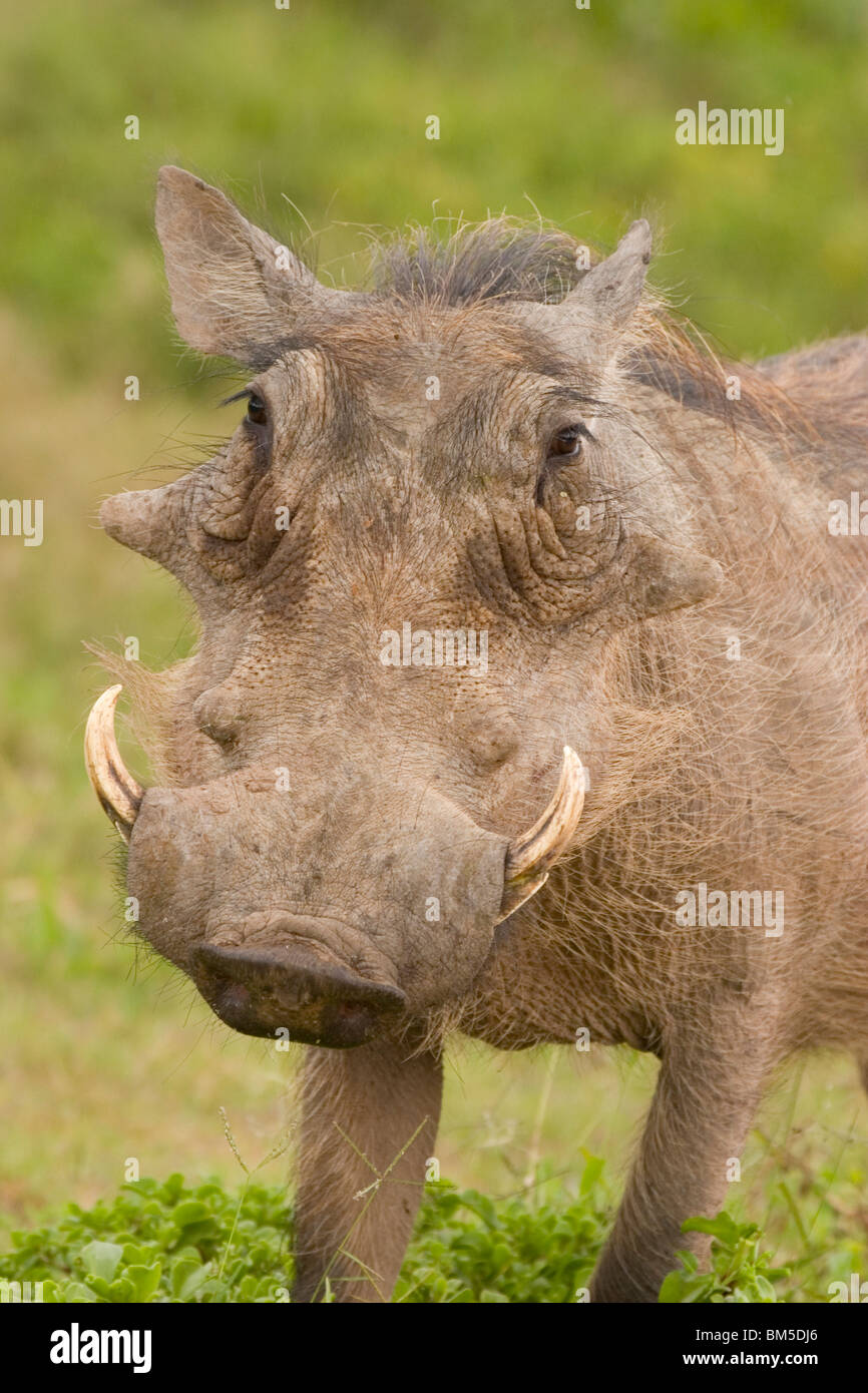 Warthog (Phacochoerus aethiopicus) Stock Photo