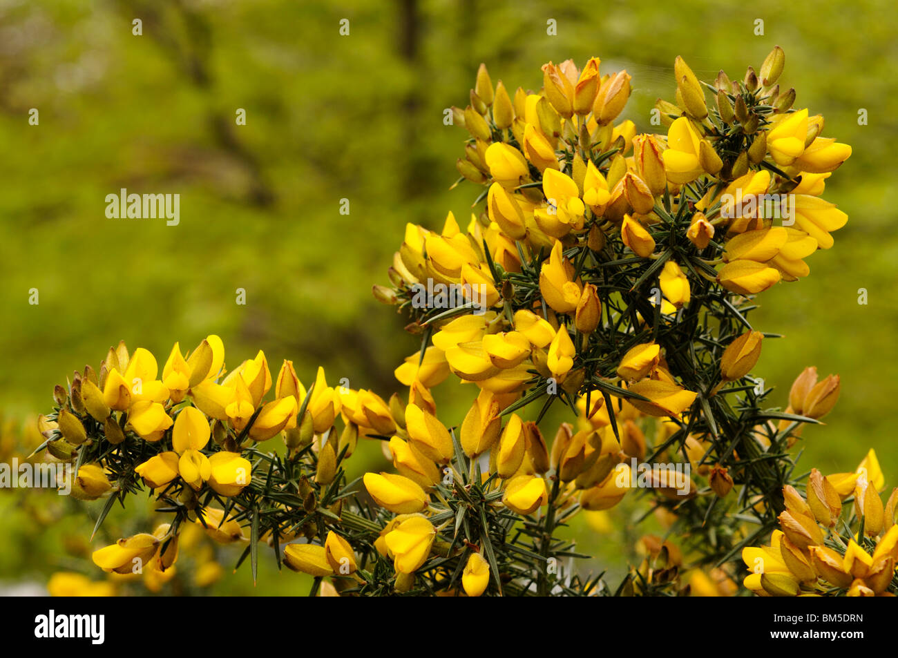 Yellow flowers of Common Gorse (Ulex europaeus) in the English spring. Stock Photo