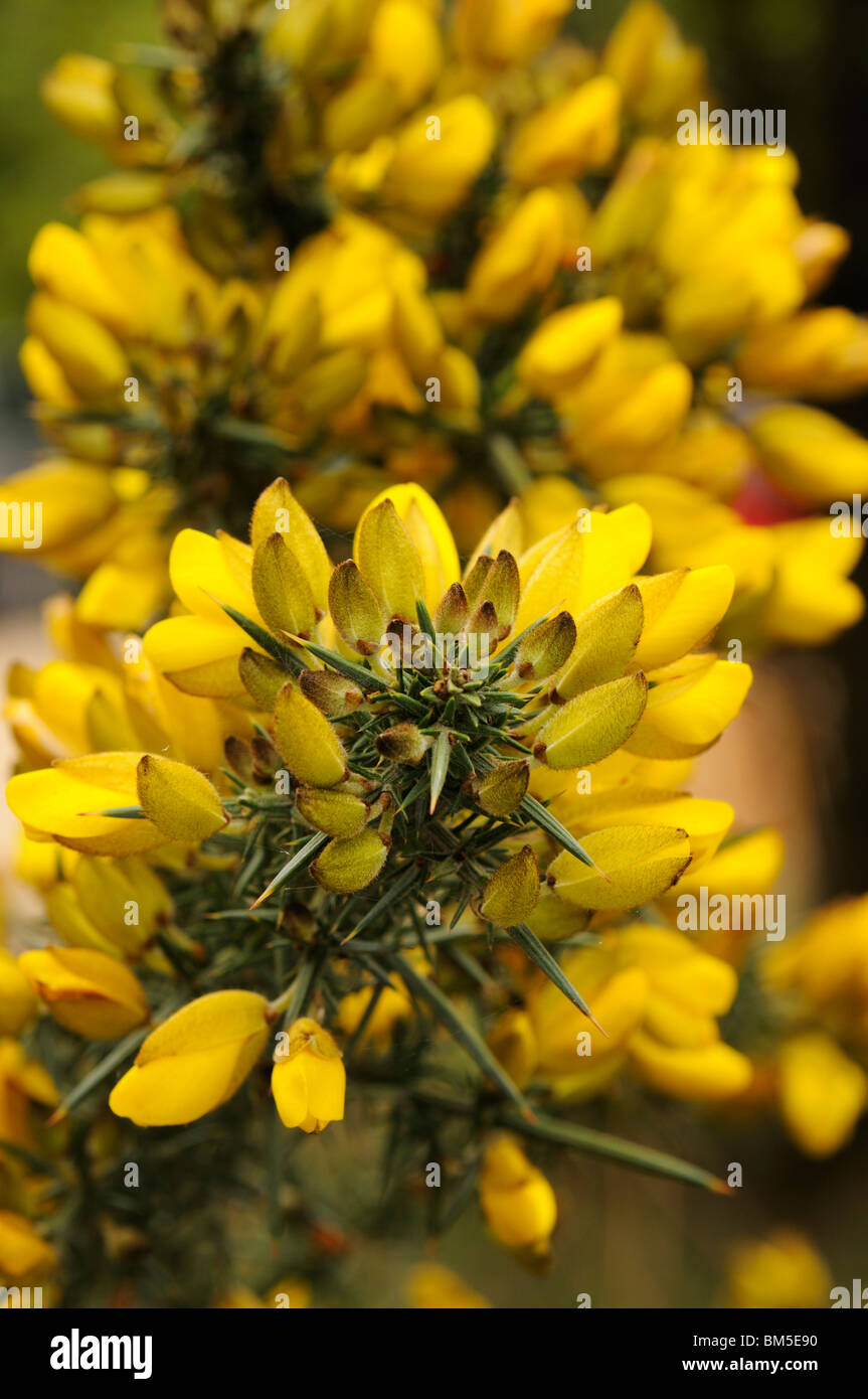 Yellow flowers of Common Gorse (Ulex europaeus) in the English spring. Stock Photo