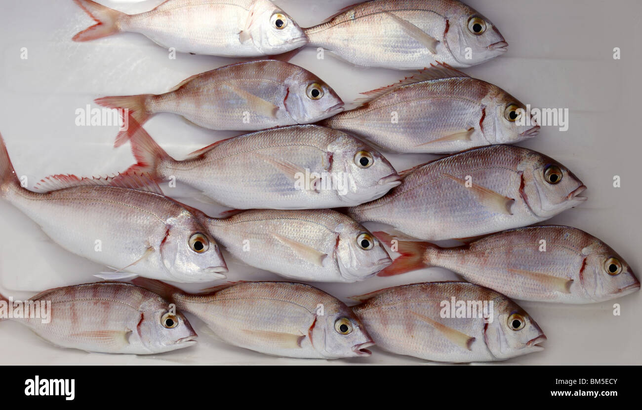 common pandora fish pagellus erythrinus mediterranean catch Stock Photo