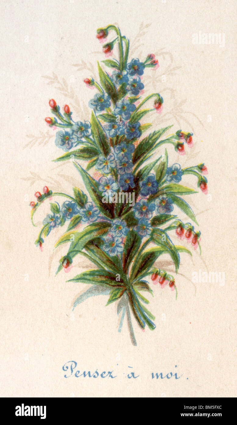 Forget me nots drawing hi-res stock photography and images - Alamy