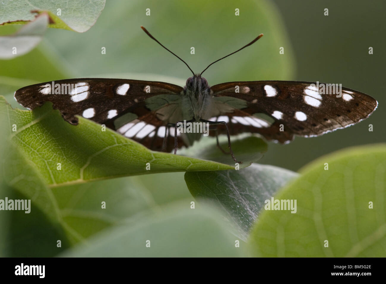 butterfly Stock Photo