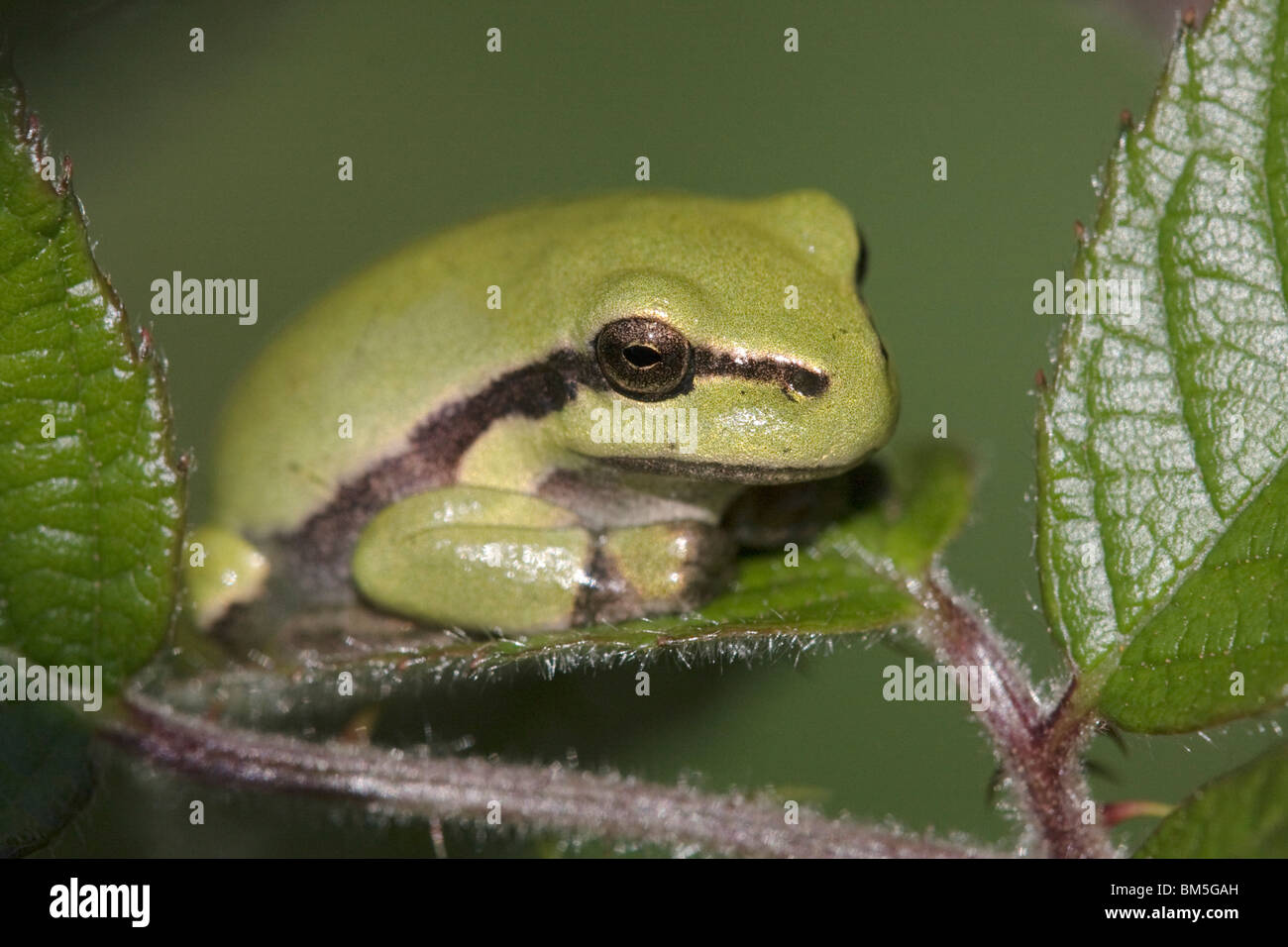 Stripeless tree frogs hi-res stock photography and images - Alamy