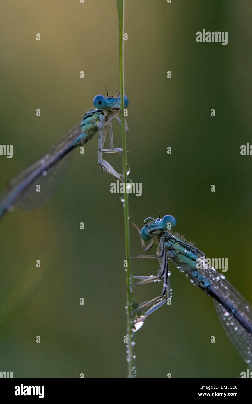 White legged damselfly hi-res stock photography and images - Alamy