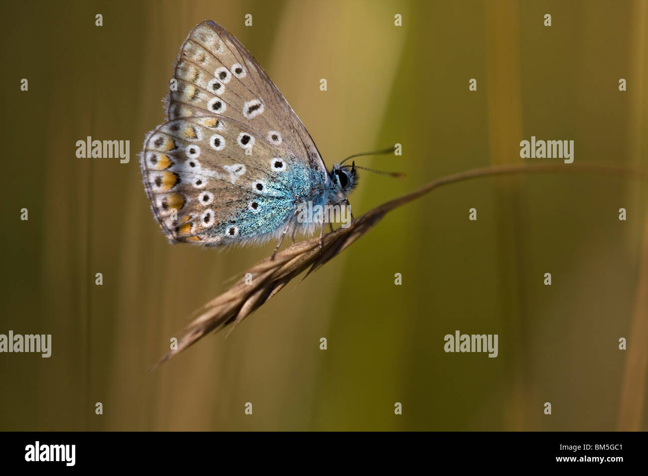 Blue insects hi-res stock photography and images - Alamy