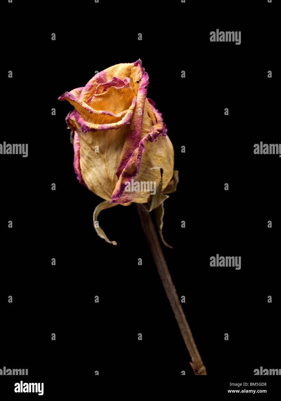 Withered rose isolated on a black background Stock Photo - Alamy