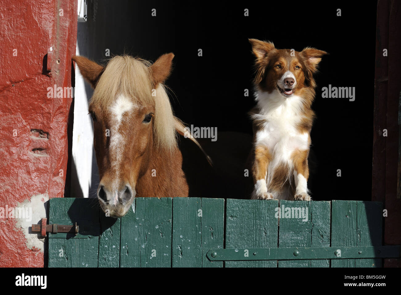 Icelandic Horse (Equus ferus caballus) and Australian Shepherd (Canis lupus familiaris) looking out of stable door. Stock Photo