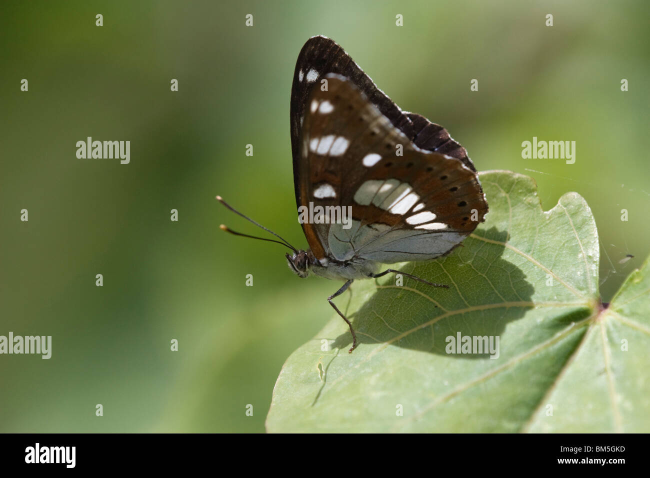 butterfly Stock Photo