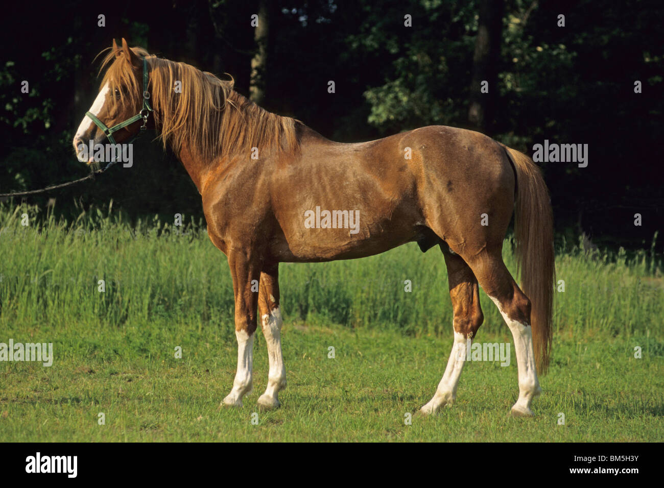Mangalarga Paulista (Equus ferus caballus), stallion standing on a meadow. Stock Photo