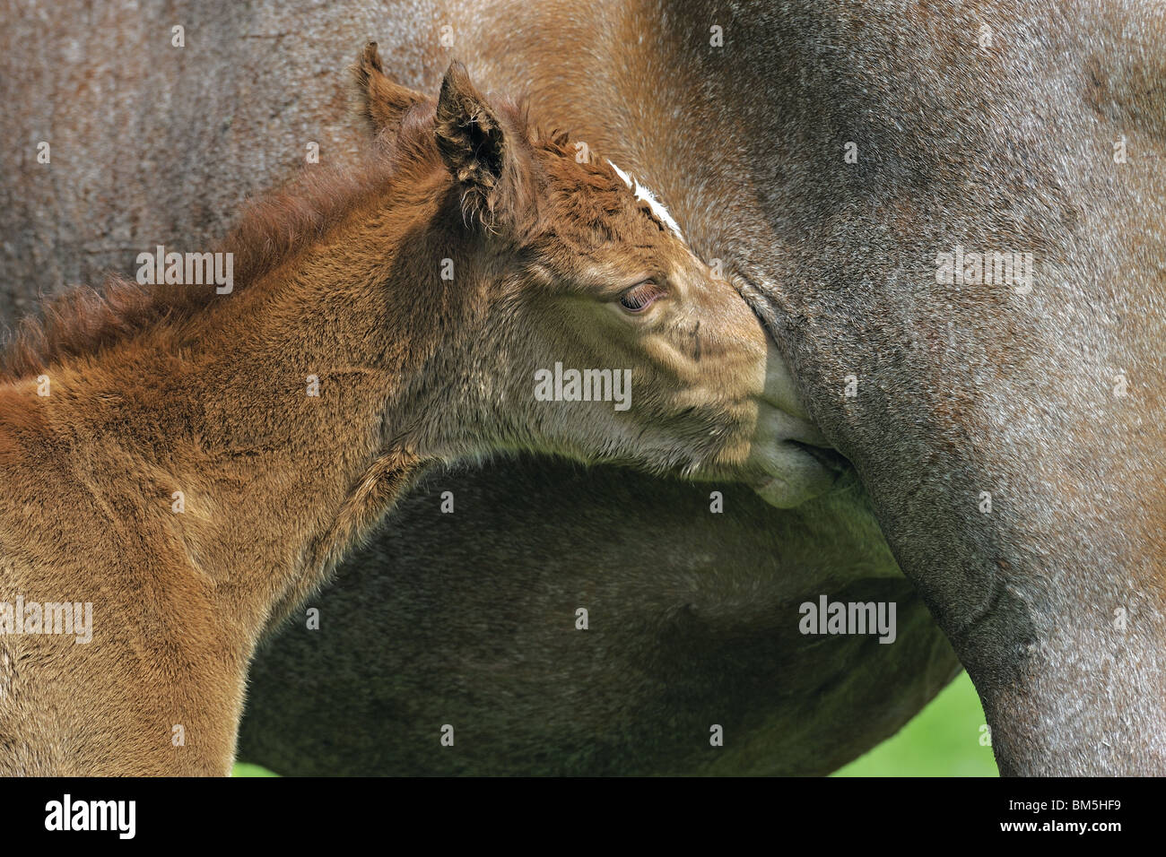 Mangalarga Marchador (Equus ferus caballus). Mare suckling foal. Stock Photo