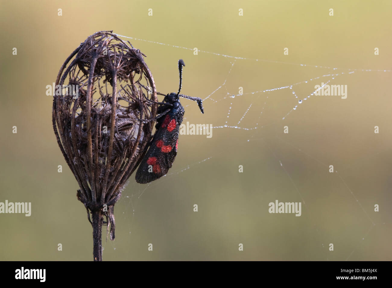 Webs moth hi-res stock photography and images - Alamy