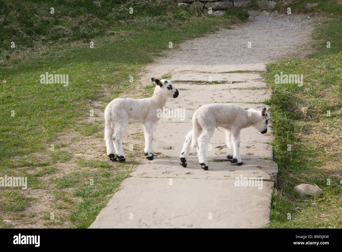 New baby lambs on a 'Yorkshire Dales National Park' footpath. Stock Photo