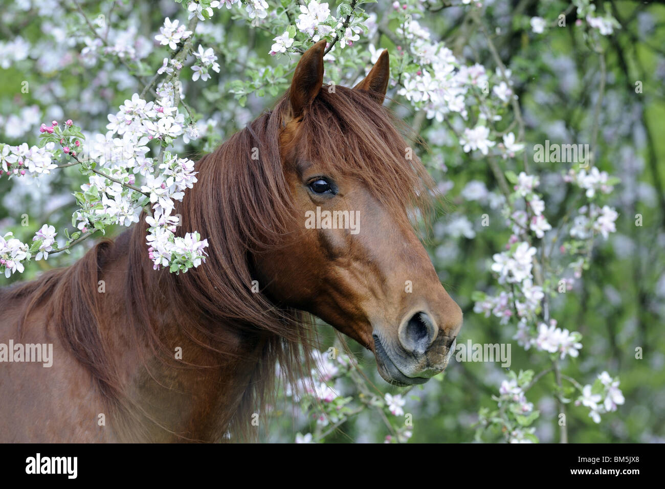 Missouri Fox Trotter (Equus ferus caballus), portrait of stallion looking through flowering twigs. Stock Photo