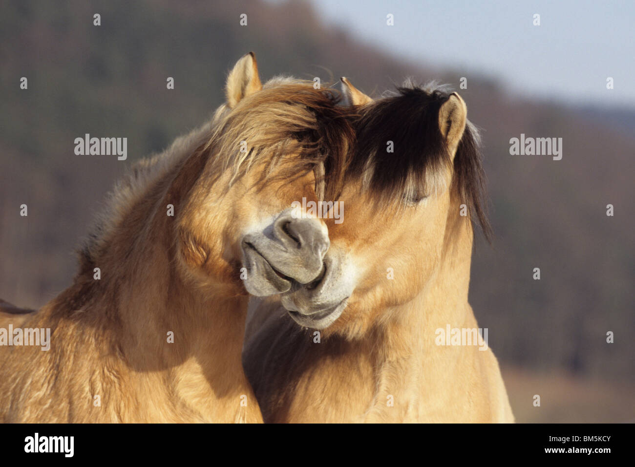 Fjord Horse (Equus ferus caballus). Pair cuddling. Stock Photo