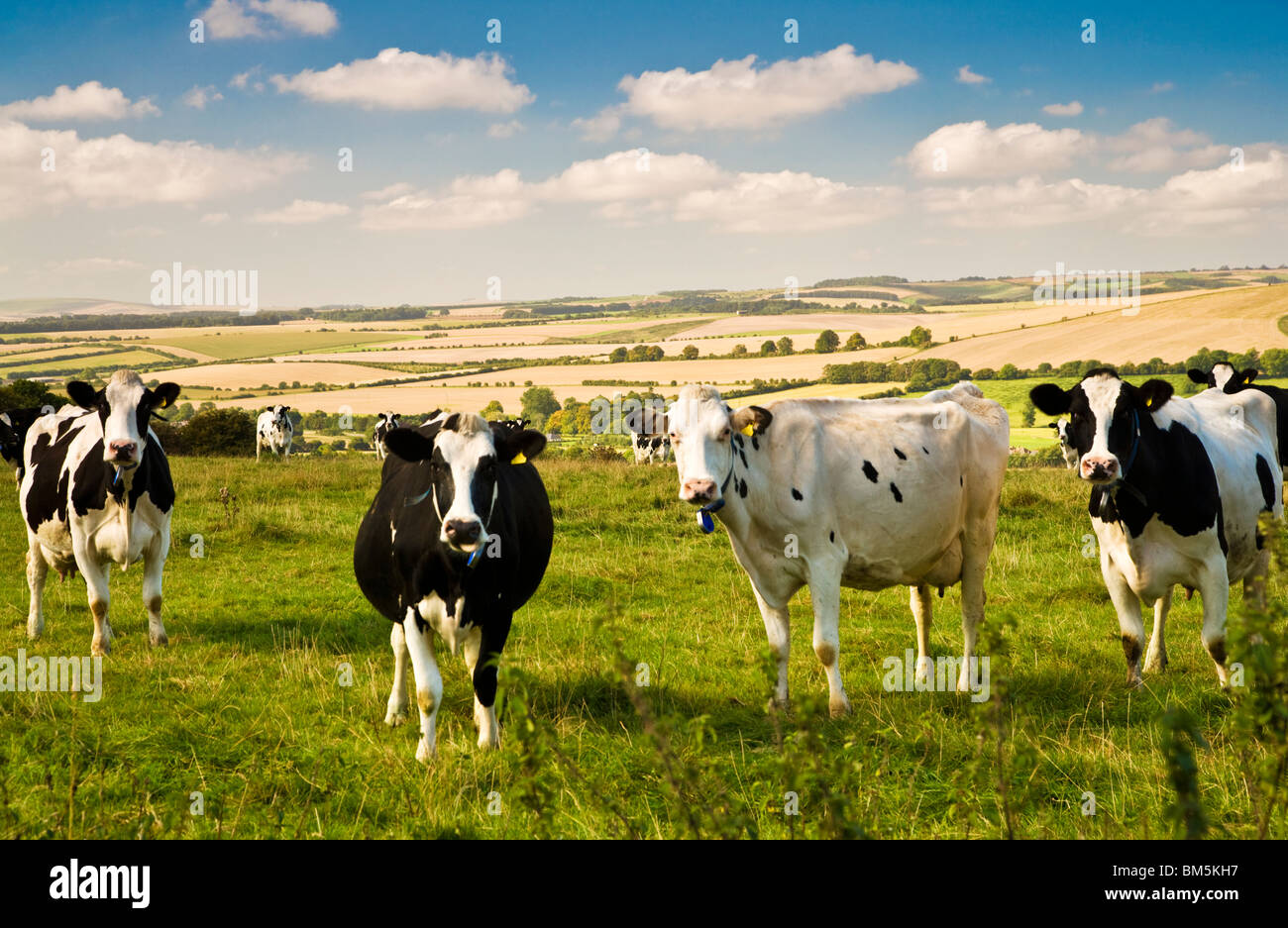 Black and white Holstein Friesian dairy cows in a field on a sunny day with the Marlborough Downs in Wiltshire in the background Stock Photo