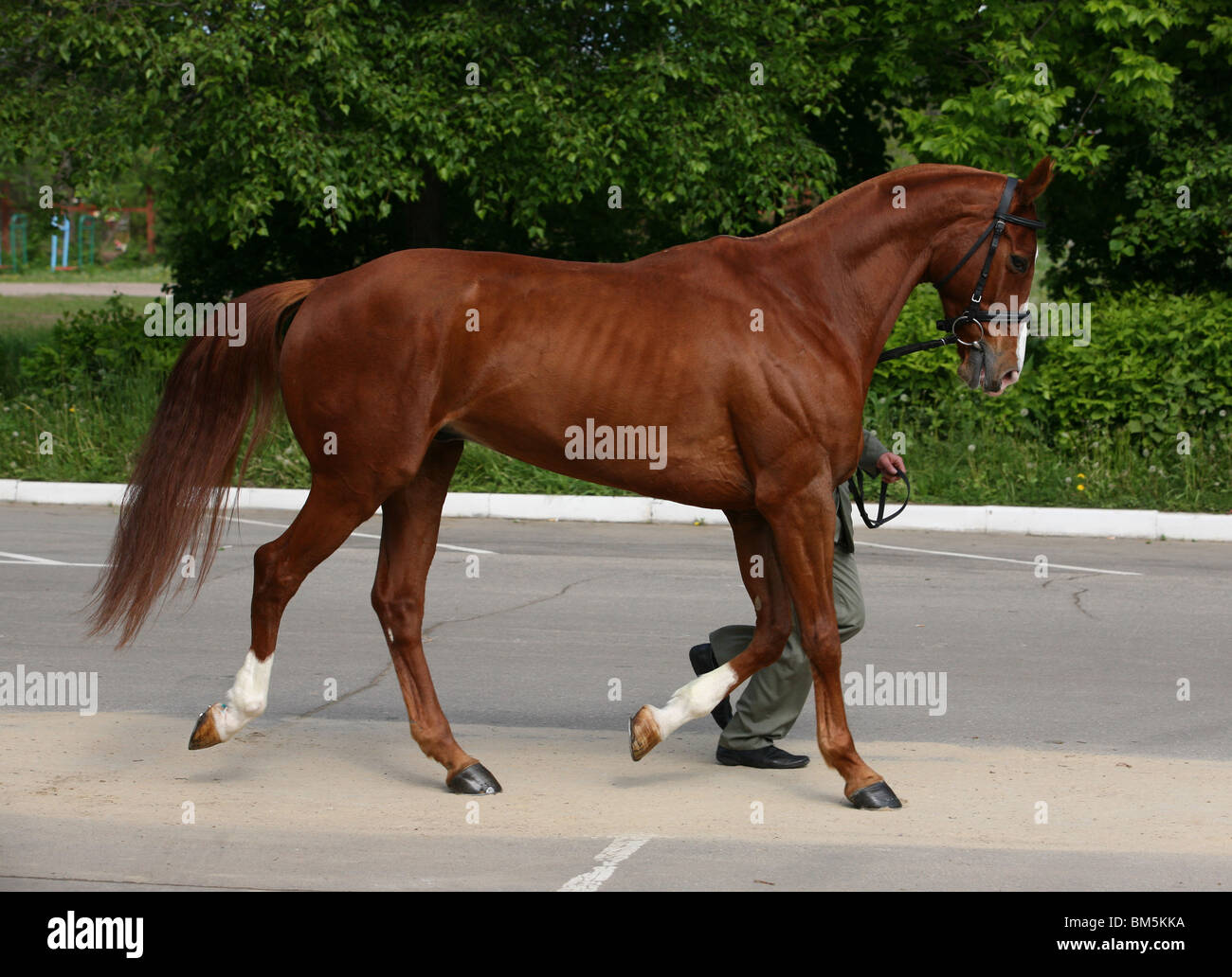 Riding leading horse safety hires stock photography and images Alamy