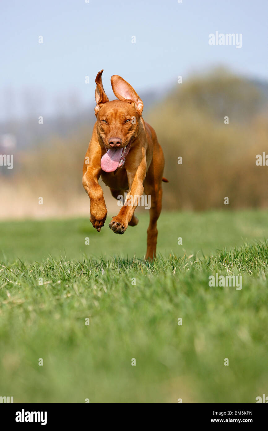 Rhodesian Ridgeback Livernose Stock Photo - Alamy