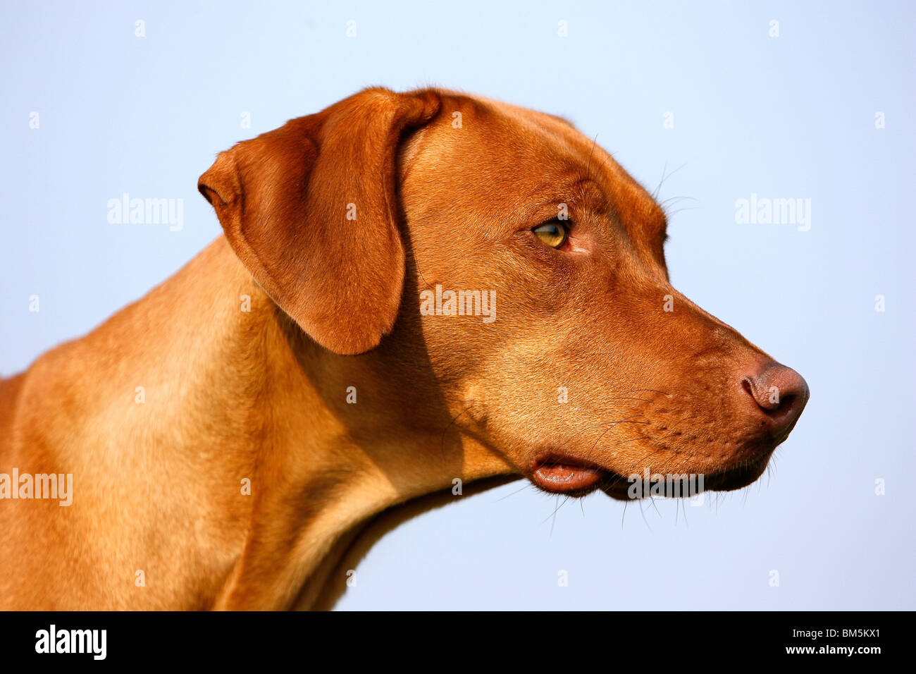 Rhodesian Ridgeback Livernose Stock Photo - Alamy