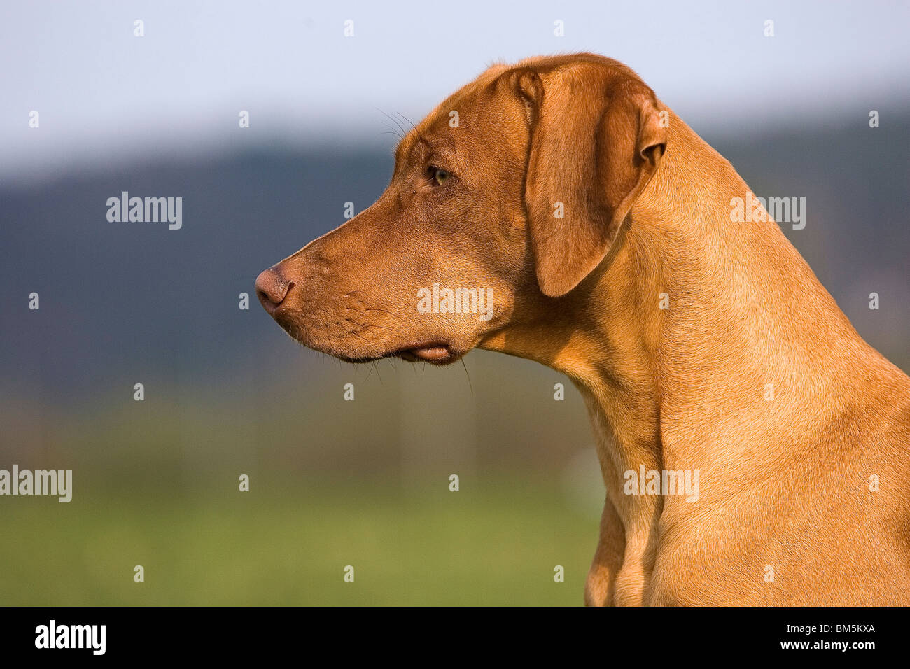 Rhodesian Ridgeback Livernose Stock Photo - Alamy