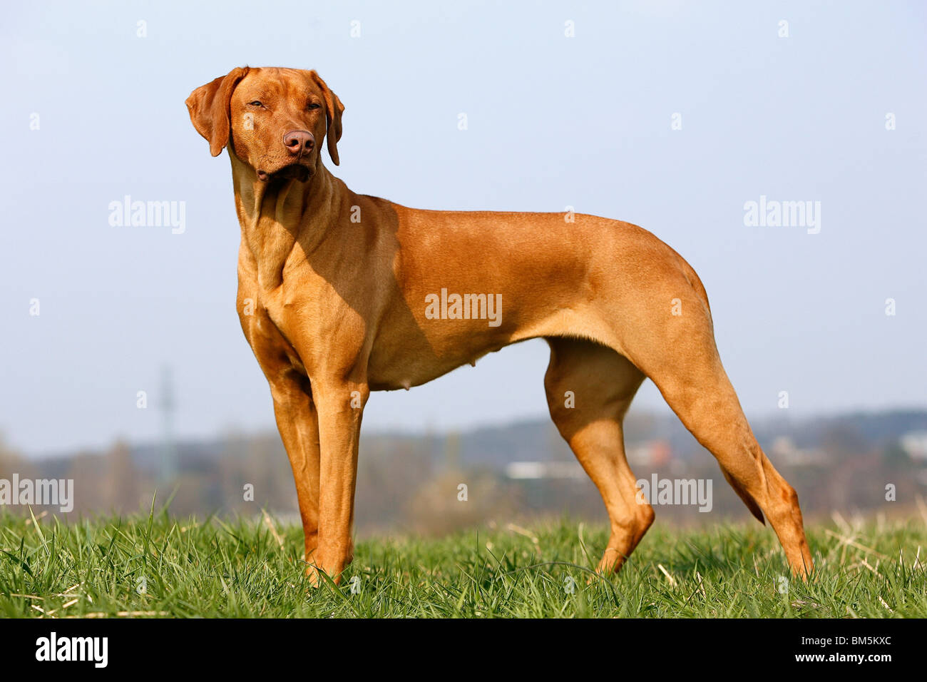 Rhodesian Ridgeback Livernose Stock Photo - Alamy