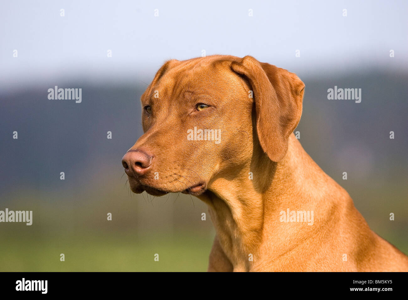 Rhodesian Ridgeback Livernose Stock Photo - Alamy