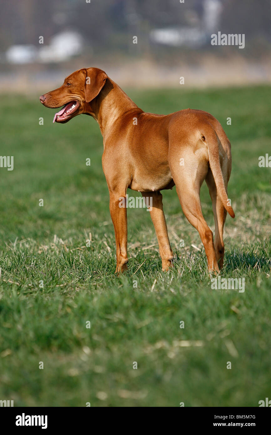 Rhodesian Ridgeback Livernose Stock Photo - Alamy