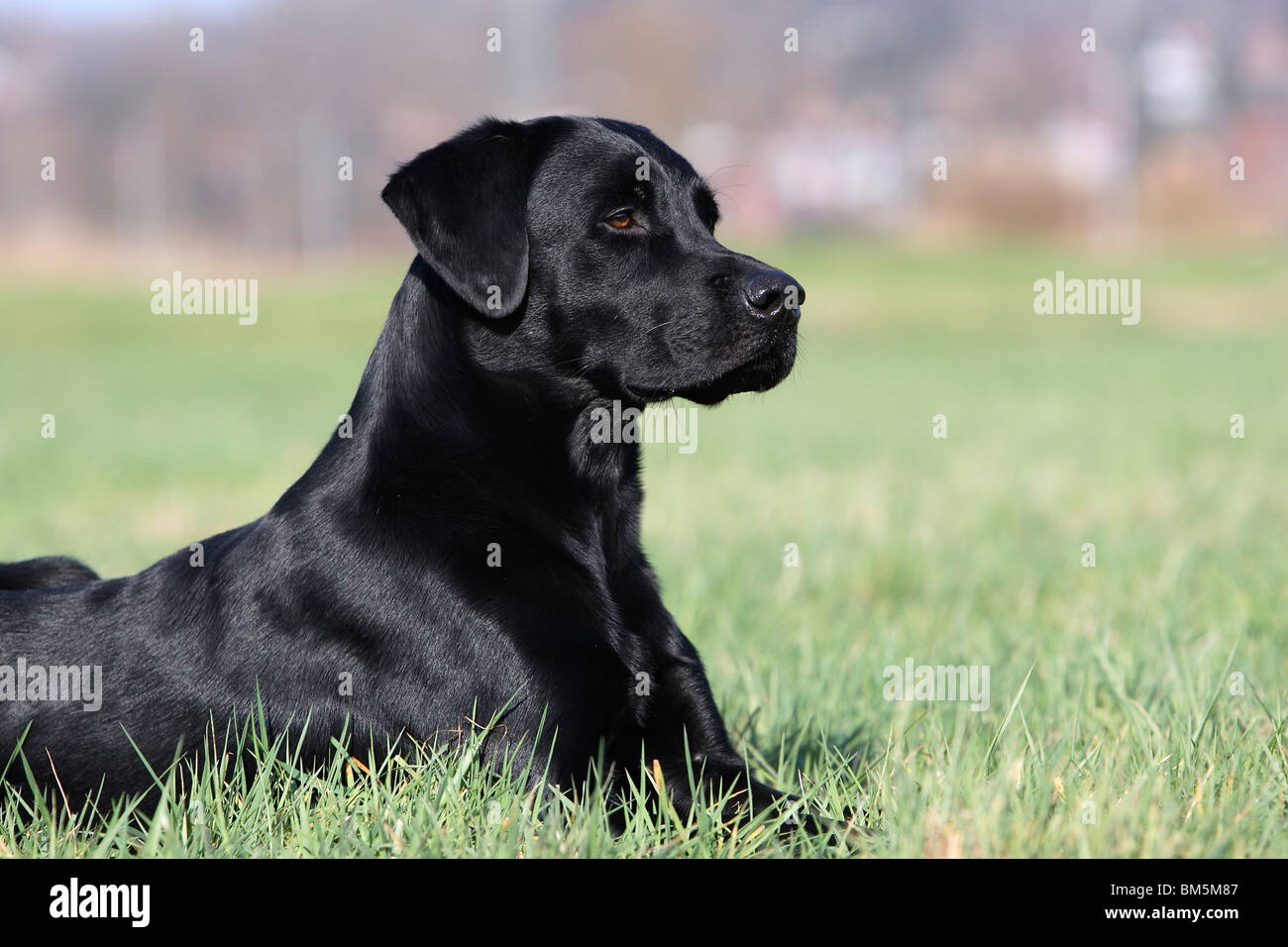 Labrador Retriever Stock Photo Alamy