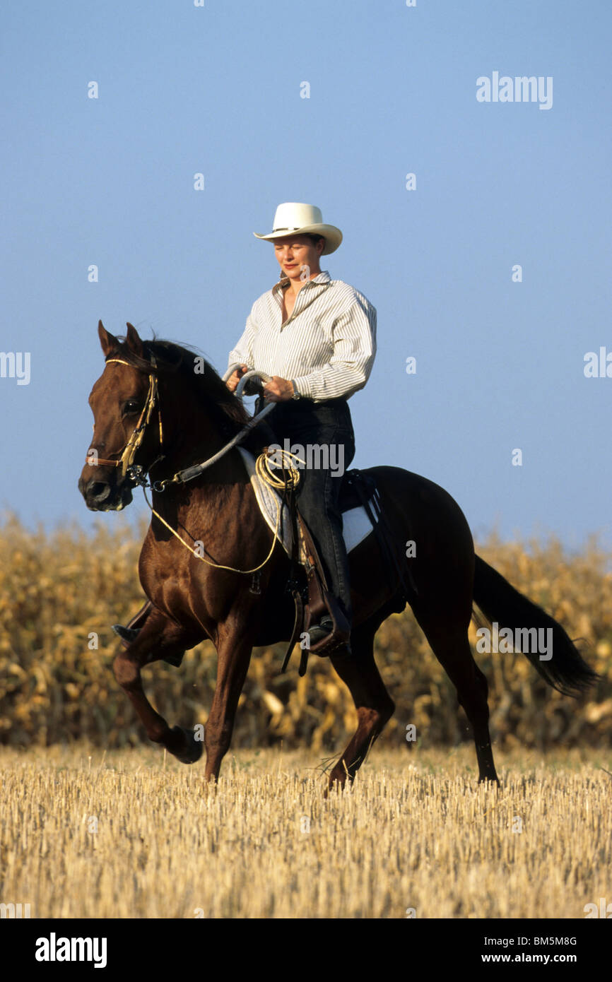 Paso Fino (Equus ferus caballus) at a trot with rider on a stubble field. Stock Photo