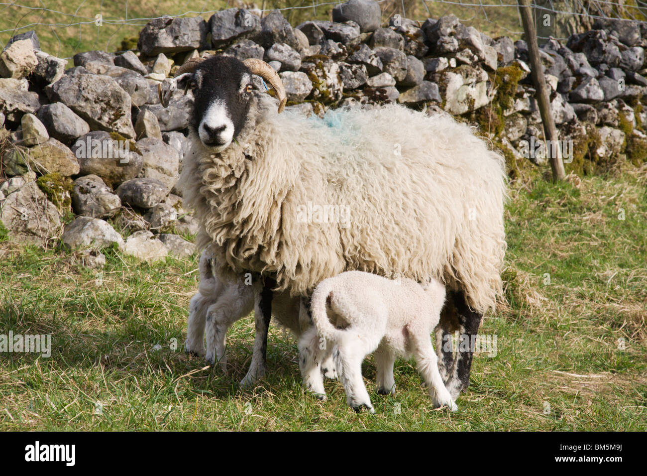 Baby lambs feeding from mother sheep Stock Photo Alamy