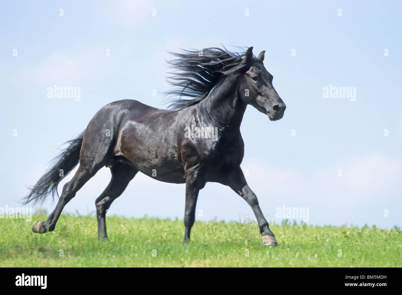 Paso Fino (Equus ferus caballus). Black stallion in gallop over grass. Stock Photo
