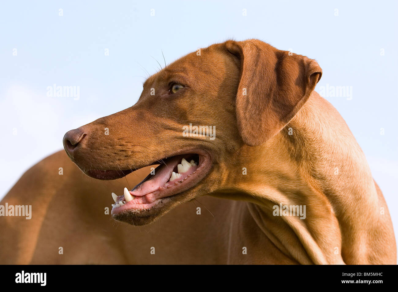 Rhodesian Ridgeback Livernose Stock Photo - Alamy