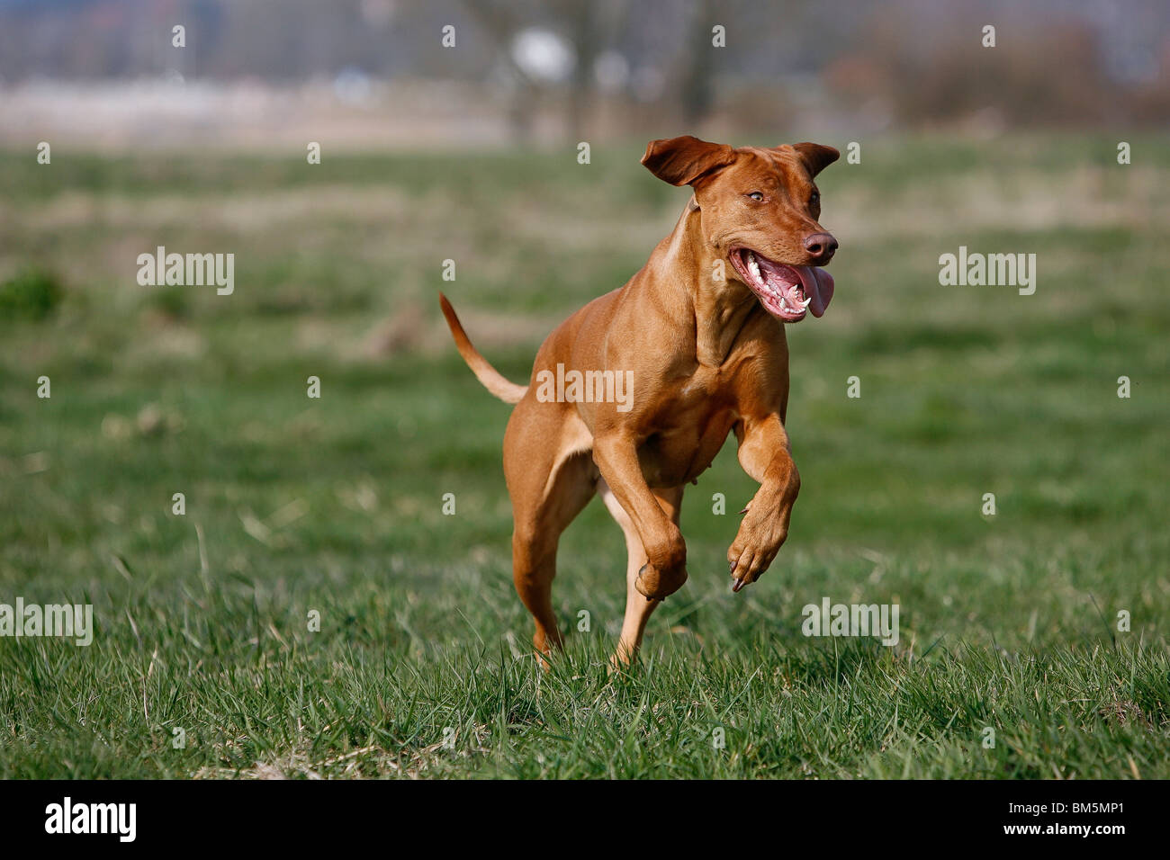 Rhodesian Ridgeback Livernose Stock Photo - Alamy