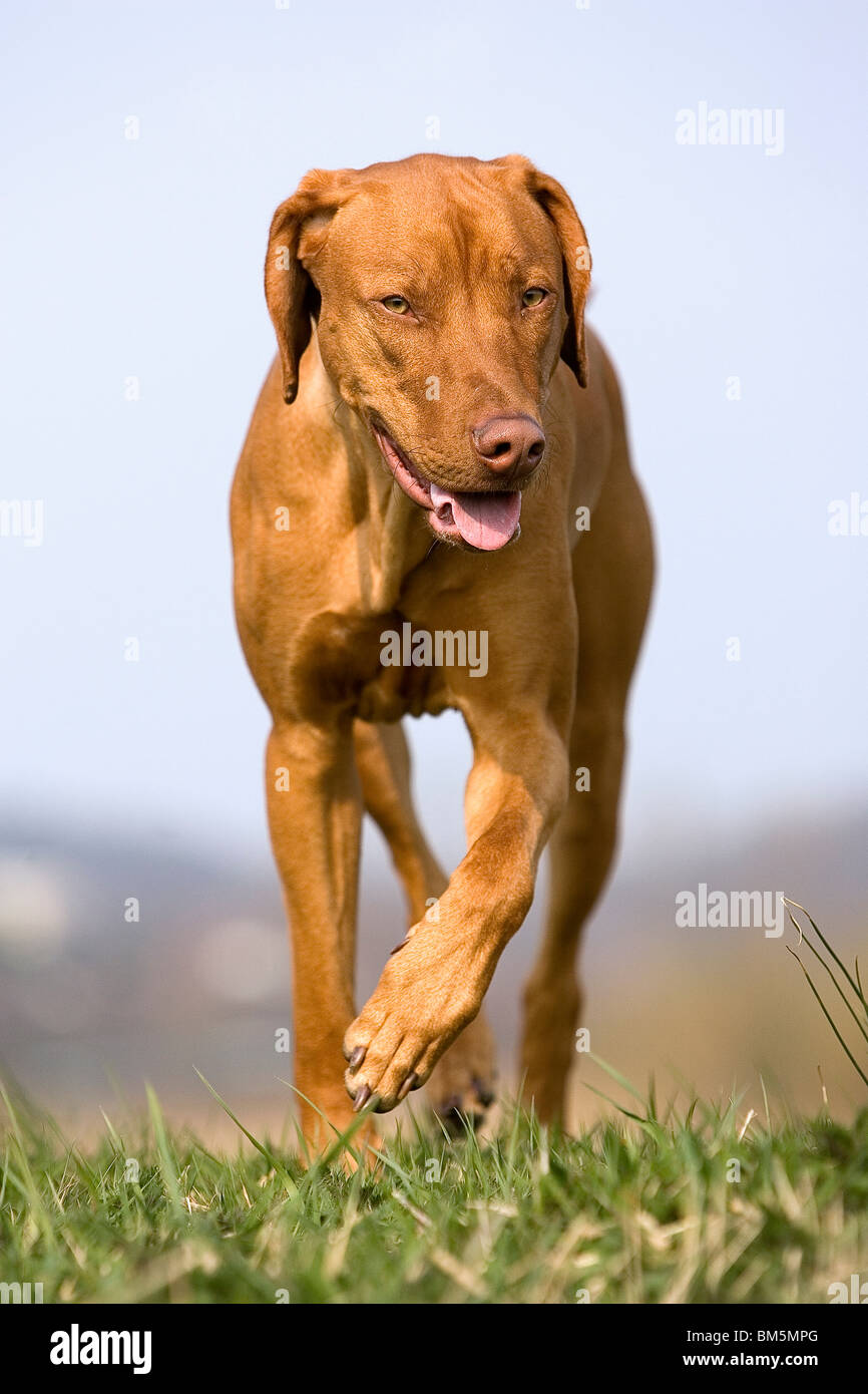 Rhodesian Ridgeback Livernose Stock Photo - Alamy