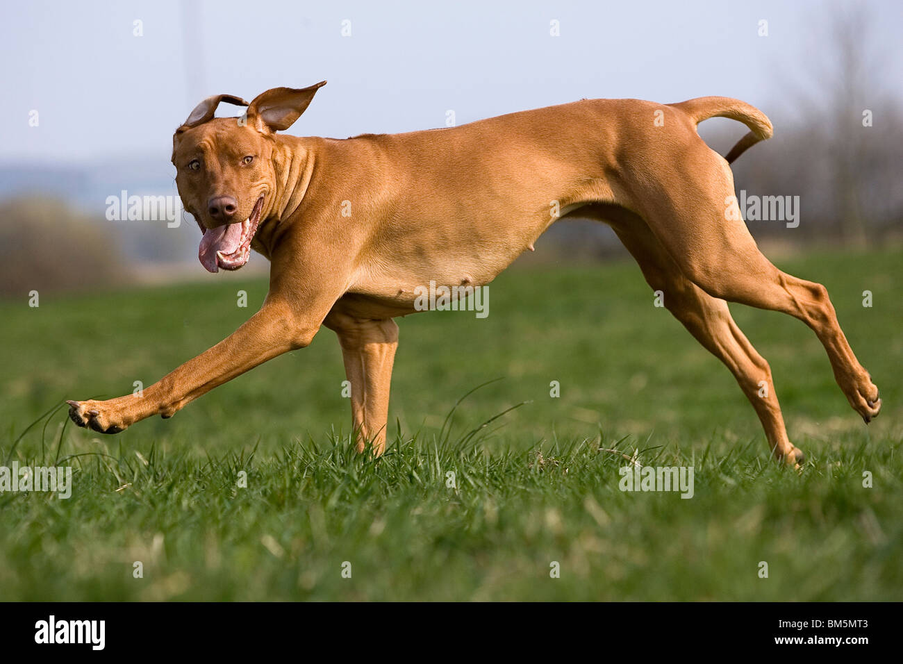 Rhodesian Ridgeback Livernose Stock Photo - Alamy